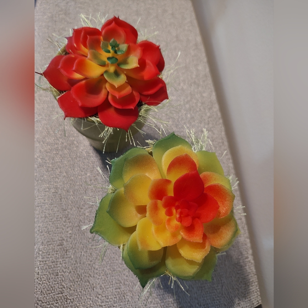 Colorful Succulents in Ceramic Containers - Set of 2